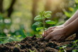 Closeup hand Planting seedlings in the ground, growth and sustainability concept, plant with care