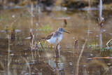 Fototapeta Maki - Solitary sandpiper is walking and foraging in the shallow waters in spring.