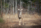 Fototapeta Maki - Mule deer doe is standing and watching in the forest trail.