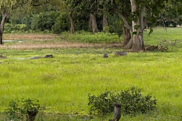 Wall Mural - Hippo (Hippopotamus amphibius) in South Luangwa National Park. Zambia.Africa.