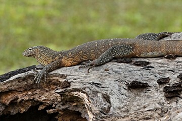 Wall Mural - Nile Monitor (Varanus niloticus) v South Luangwa Národním parku. Zambie. Africa.