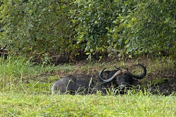 Wall Mural - Cape Buffalo (Syncerus caffer caffer). South Luangwa National Park. Zambia. Africa.