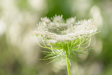 Wall Mural - wild grass in the forest at sunlight. macro image, shallow depth of field white flower. abstract sum