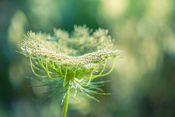Wall Mural - wild grass in the forest at sunlight. macro image, shallow depth of field white flower. abstract sum