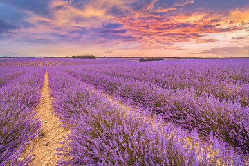 Wall Mural - wonderful nature landscape, amazing sunset scenery blooming lavender flowers. moody colorful sky, pa