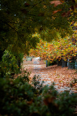 Wall Mural - autumn foliage in the mountains with falling leaves.