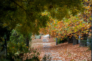 Wall Mural - autumn foliage in the mountains with falling leaves.