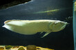 Big long Aquarium fish Silver arowana  Osteoglossum bicirrhosum tropical freshwater fish Osteoglossidae family.  Swims near surface of water