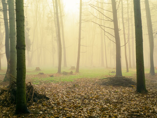 Wall Mural - Atmospheric autumn forest. Misty woods in the morning. Strange forest in thick fog.