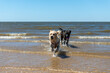 Two dogs are running in the ocean, enjoying the water
