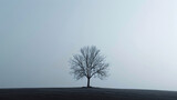 Fototapeta Kwiaty - A tree on a hill with a sky background
