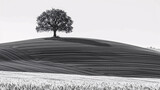 Fototapeta Kwiaty - A tree on a hill with a field of grass
