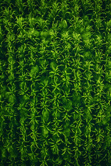 green fern background