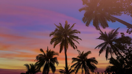 Wall Mural - Banner Summer with colorful theme as palm trees background as texture frame background