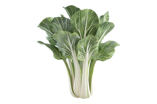 Bok choy portrait isolated on transparent background