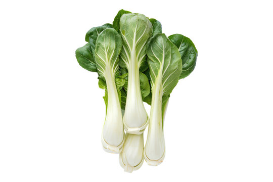Bok choy portrait isolated on transparent background