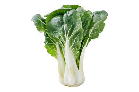 Bok choy portrait isolated on transparent background