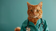 Adorable Orange cat in doctor costume with stethoscope. 