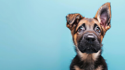 Wall Mural - Adorable German shepherd puppy with questioning and curious face isolated on light blue background with copy space.