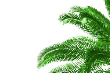 Poster - Lush green palm leaves dominate the upper half of the image, set against a crisp white background, conveying a concept of tropical nature