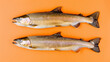 two brown trouts, Salmo trutta, species of salmonid ray-finned fish on a orange background