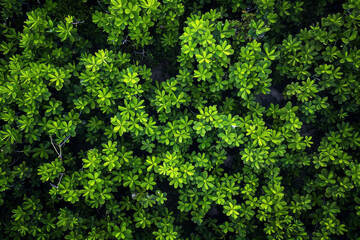 A lush green forest with many leaves and branches