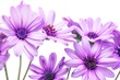 Close-Up View of Vibrant Purple Daisy Flowers Against a White Background