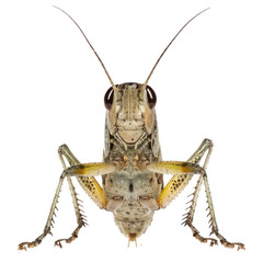 Cricket front view full body isolate  on transparency background PNG