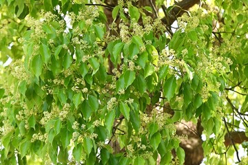 Wall Mural - Camphor tree ( Cinnamonum camphora ) flowers. Lauraceae evergreen tree. It produces panicles in early summer and produces small pale yellow flowers.