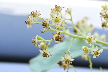 Wall Mural - Camphor tree ( Cinnamonum camphora ) flowers. Lauraceae evergreen tree. It produces panicles in early summer and produces small pale yellow flowers.