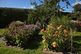 Fototapeta Las - Dahlia flowers in the palace garden of Egeskov near Kværndrup, island of Funen, Denmark, Europe
