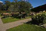 Fototapeta Las - Dahlia flowers in the palace garden of Egeskov near Kværndrup, island of Funen, Denmark, Europe
