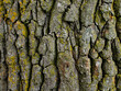 Embossed texture of oak bark. Old tree trunk close-up. Surface with natural bark patterns. Natural wood background.