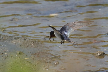 Wall Mural - barn swallow is collecting nesting materials