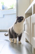 British Shorthair Cat Curious To See Inside Cabinet