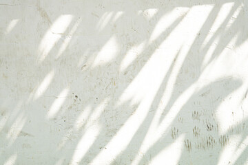 Poster - A white wall with a shadow of a tree 