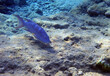 Lunartail grouper, scientific name is Variola louti, belongs to family Serranidae, it reaches a length of 1 m, tends to live solitary in coral reefs, Red Sea, Sinai, Middle East