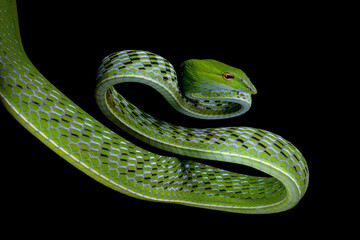 Wall Mural - Asian Vine Snake (Ahaetulla prasina) is a species of snake native to Southern Asia. 