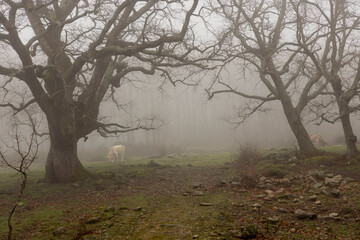 Wall Mural - Cow in oak forest on a misty morning with fog and ancient trees.