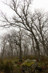 Wall Mural - Vertical landscape of misty oak forest with fog on a cloudy morning