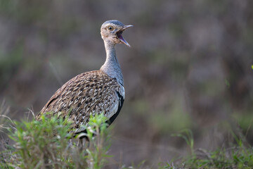 Wall Mural - Black Bellied Korhaan (bustard)