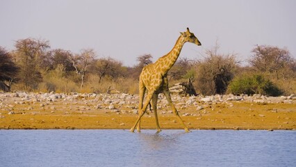 Wall Mural - solitary namibian giraffe (giraffa camelopardalis angolensis) drinking from a well in etosha nationa