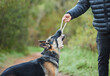 Rope, animal training or dog playing with owner for tug of war, exercise and bonding outdoor. Person, pet or german shepherd in nature park together with toy for coaching, pulling and workout