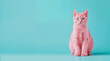 chat avec les poils roses sur un fond bleu, assis, vu de face