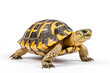 Image of radiated tortoise (Astrochelys radiata) on a white background. Reptile. Illustration, Generative AI.