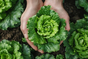 Two hands cradle a vibrant green lettuce head in a garden, symbolizing organic growth and farming