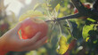 Hand picking fresh ripe red apple from a fruit tree outdoors in an orchard in sunlight