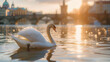 Swan on the Vltava river with Prague bridges and towers in the background