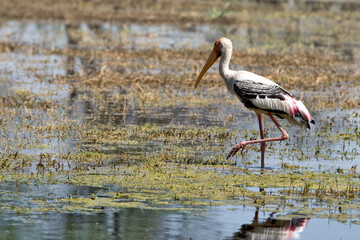 bharatpur, india: keoladeo national park. the bharatpur bird sanctuary is a world-famous bird and wi