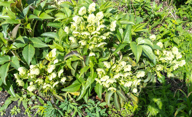 Naklejka na meble Hellebore, Christmas rose, Helleborus odorus green flowers in natural sun light, spring floral garden